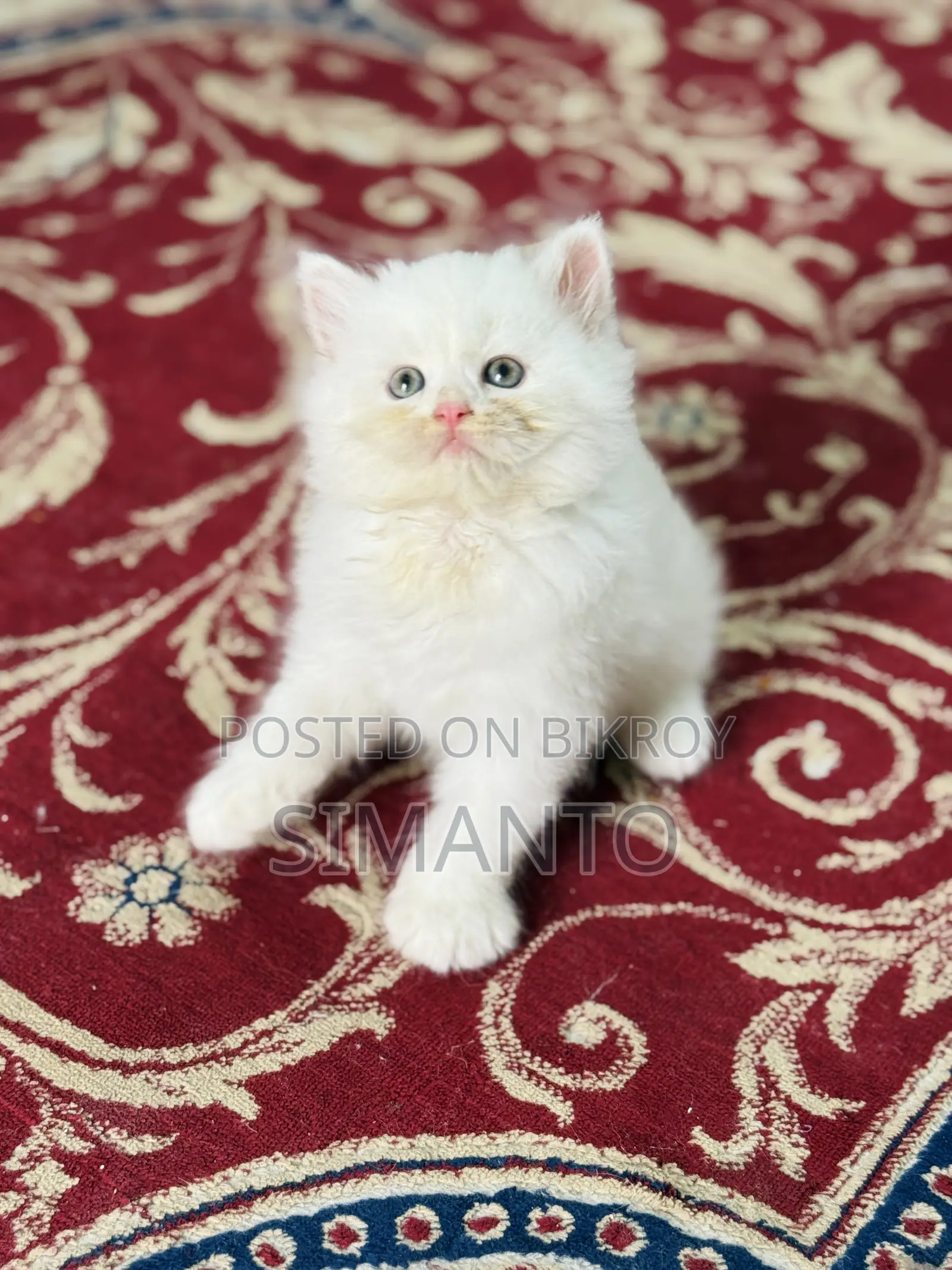 1-3 Months Female Purebred Persian