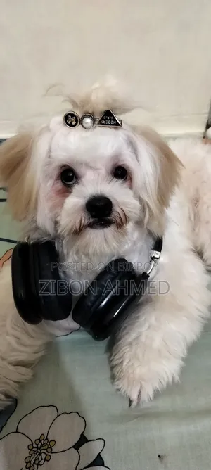 1+ Year Male Purebred Shih Tzu