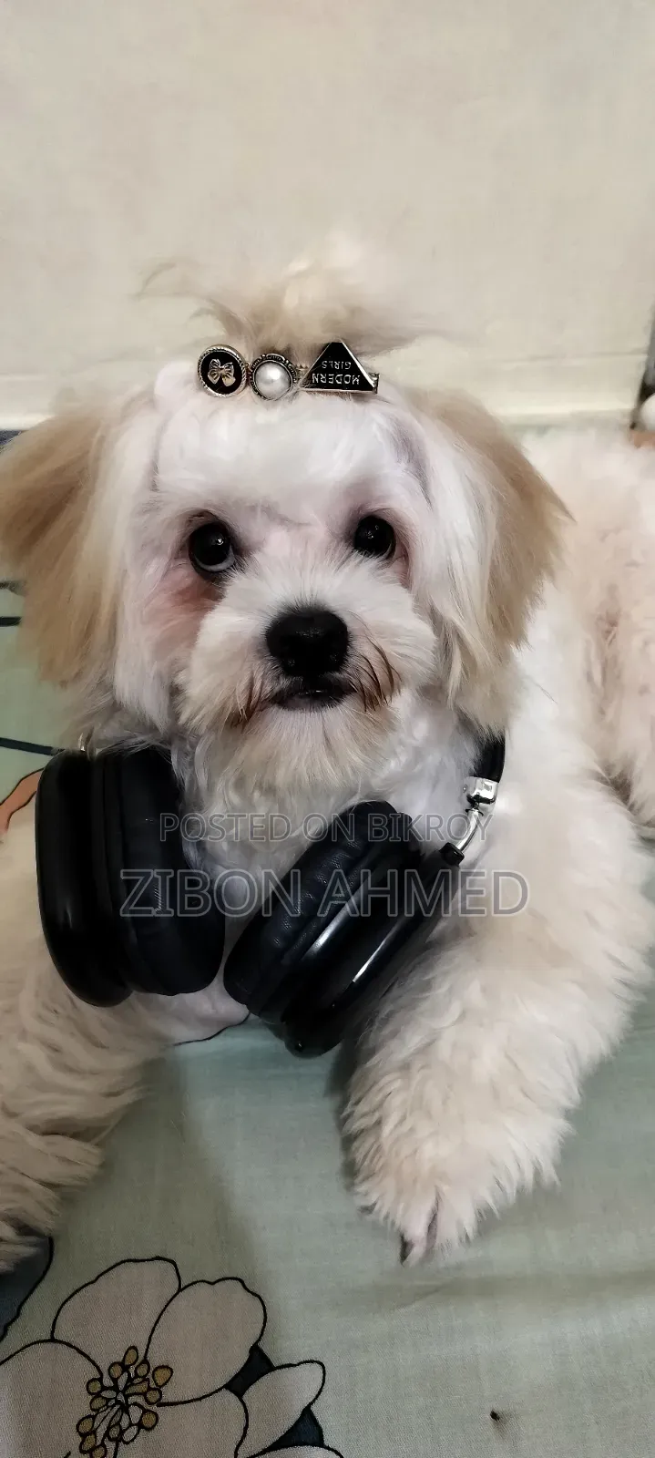 1+ Year Male Purebred Shih Tzu