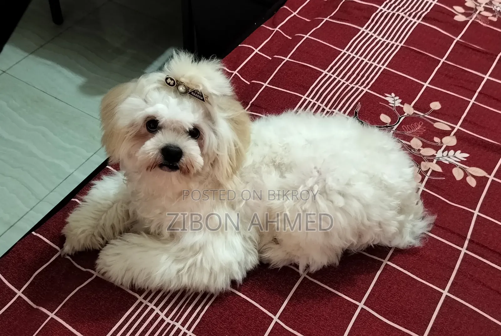 1+ Year Male Purebred Shih Tzu