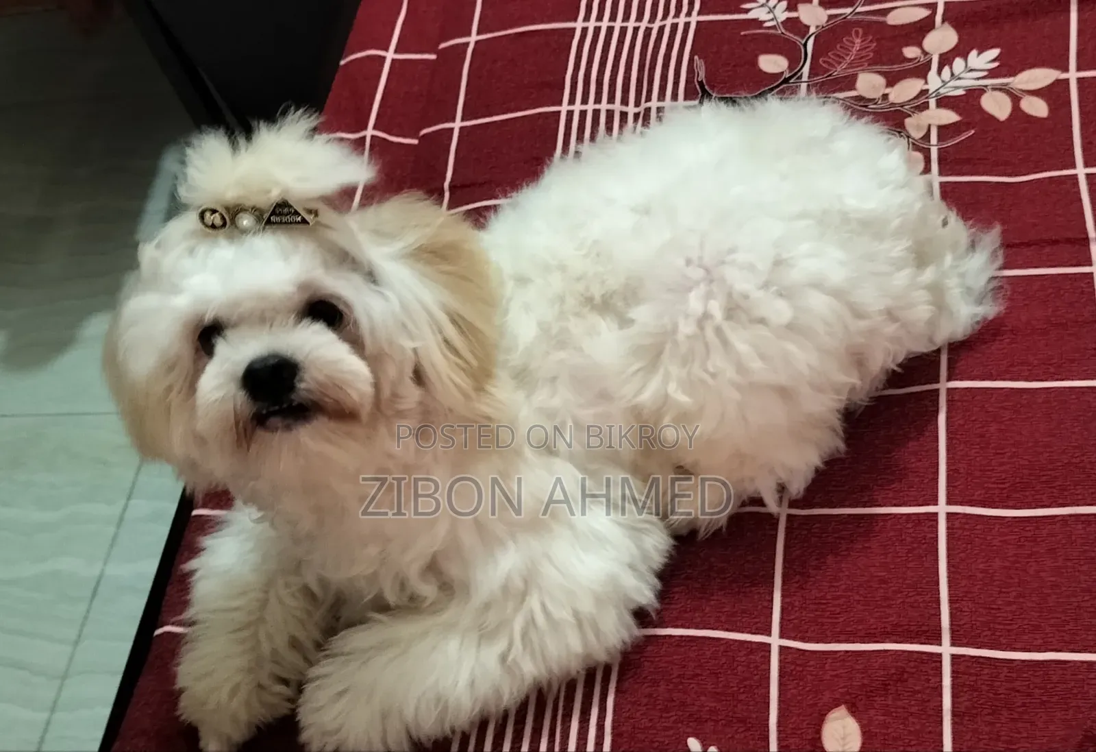 1+ Year Male Purebred Shih Tzu