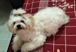 1+ Year Male Purebred Shih Tzu