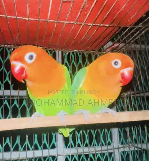 Love Birds