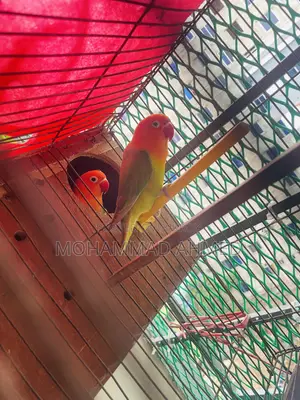 Love Birds