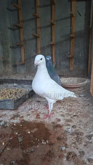 Beauty Female Bird (Running)