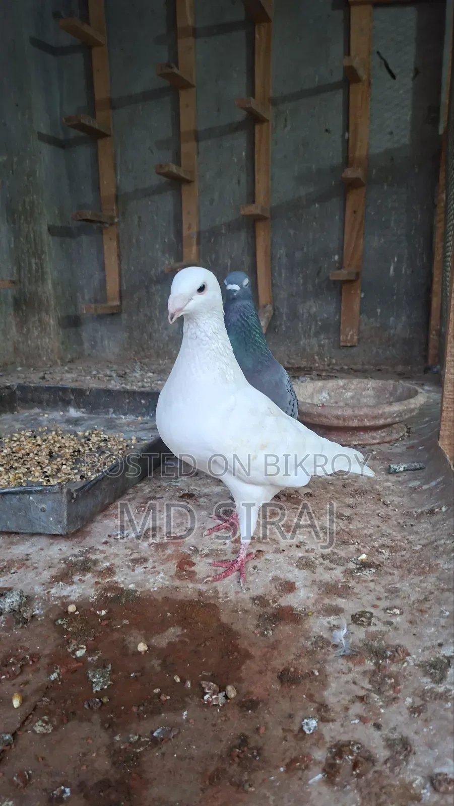 Beauty Female Bird (Running)