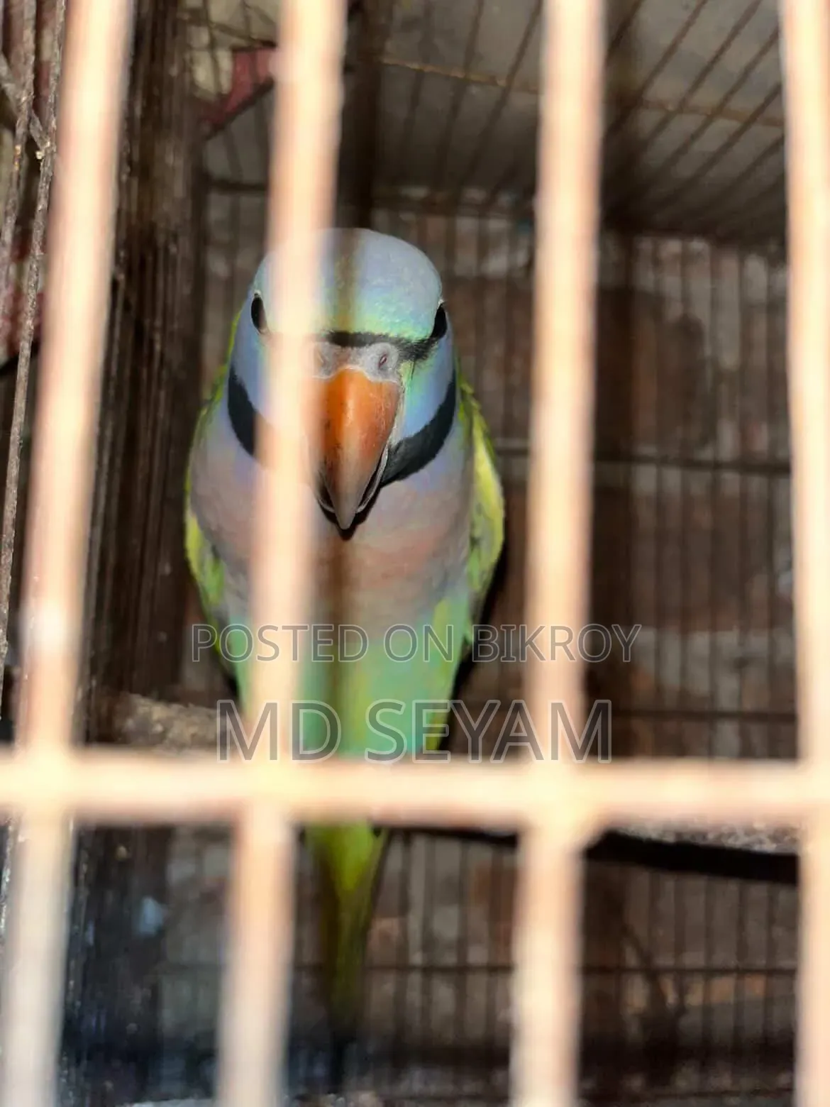 Alexandrine Parakeet