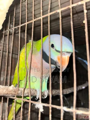 Alexandrine Parakeet