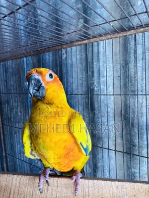 Sun Conure for Sale