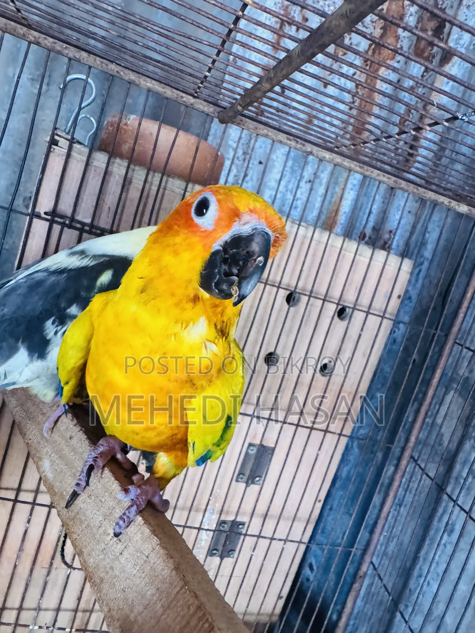 Sun Conure for Sale