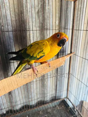 Sun Conure for Sale