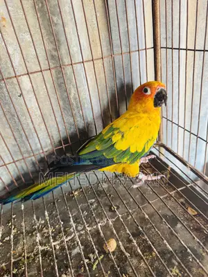 Sun Conure for Sale