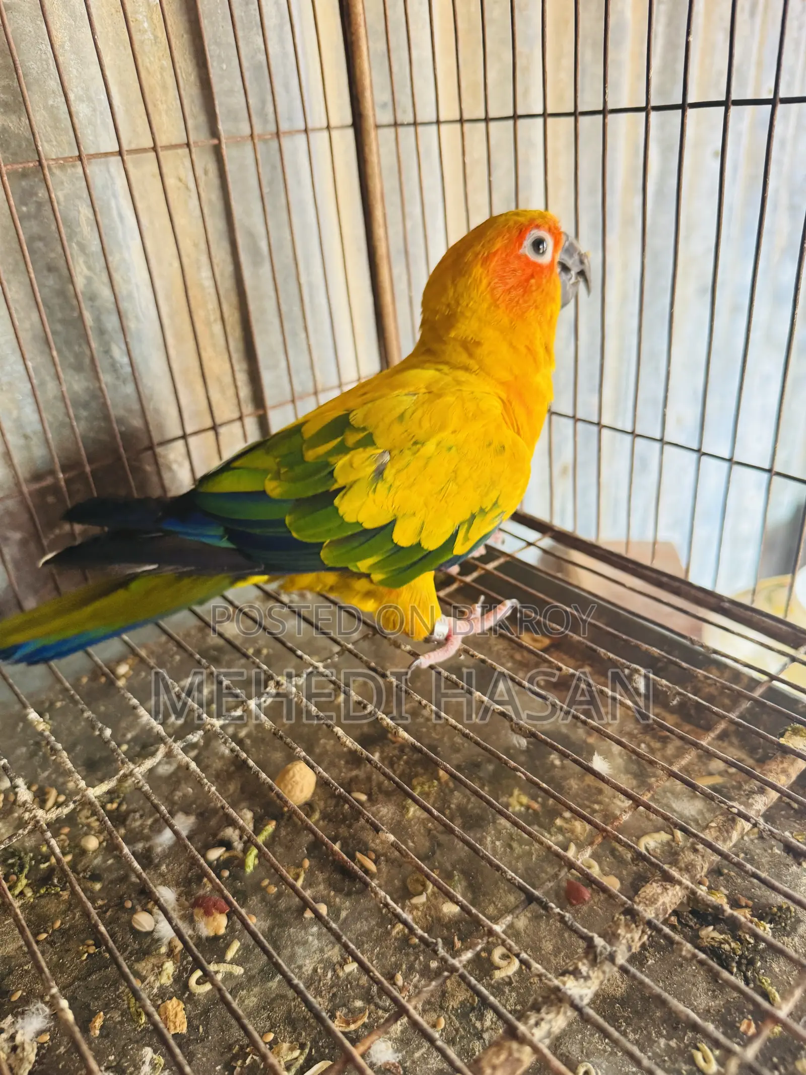 Sun Conure for Sale
