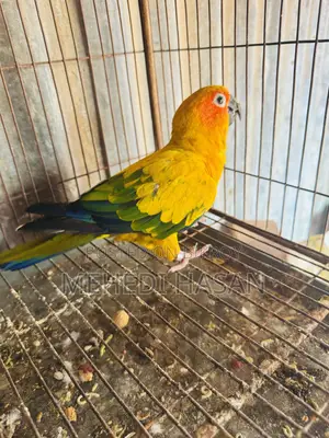 Sun Conure for Sale