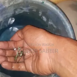 Quality Full Guppy Fish