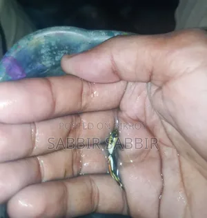 Quality Full Guppy Fish