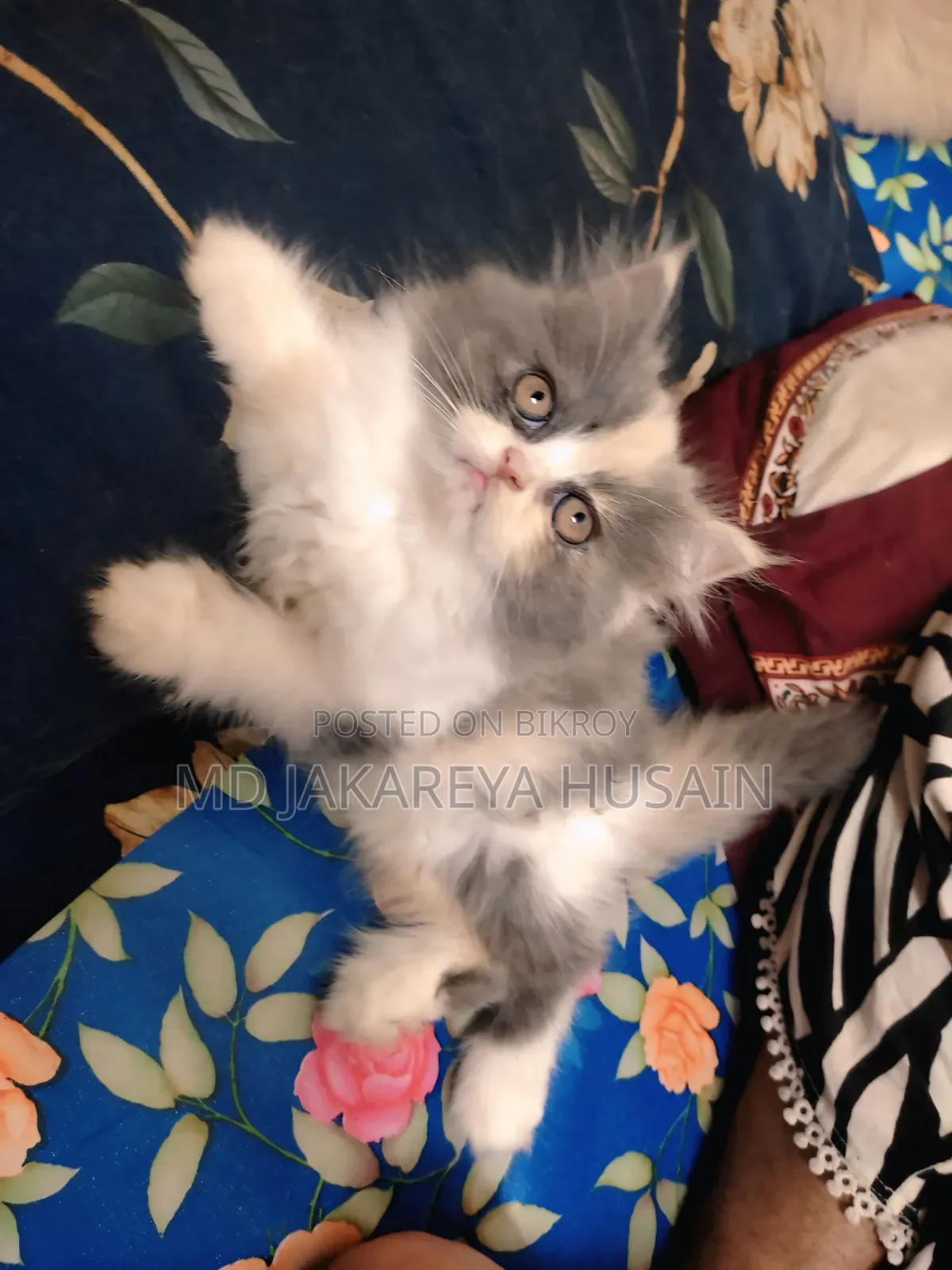 1-3 Months Female Purebred Exotic