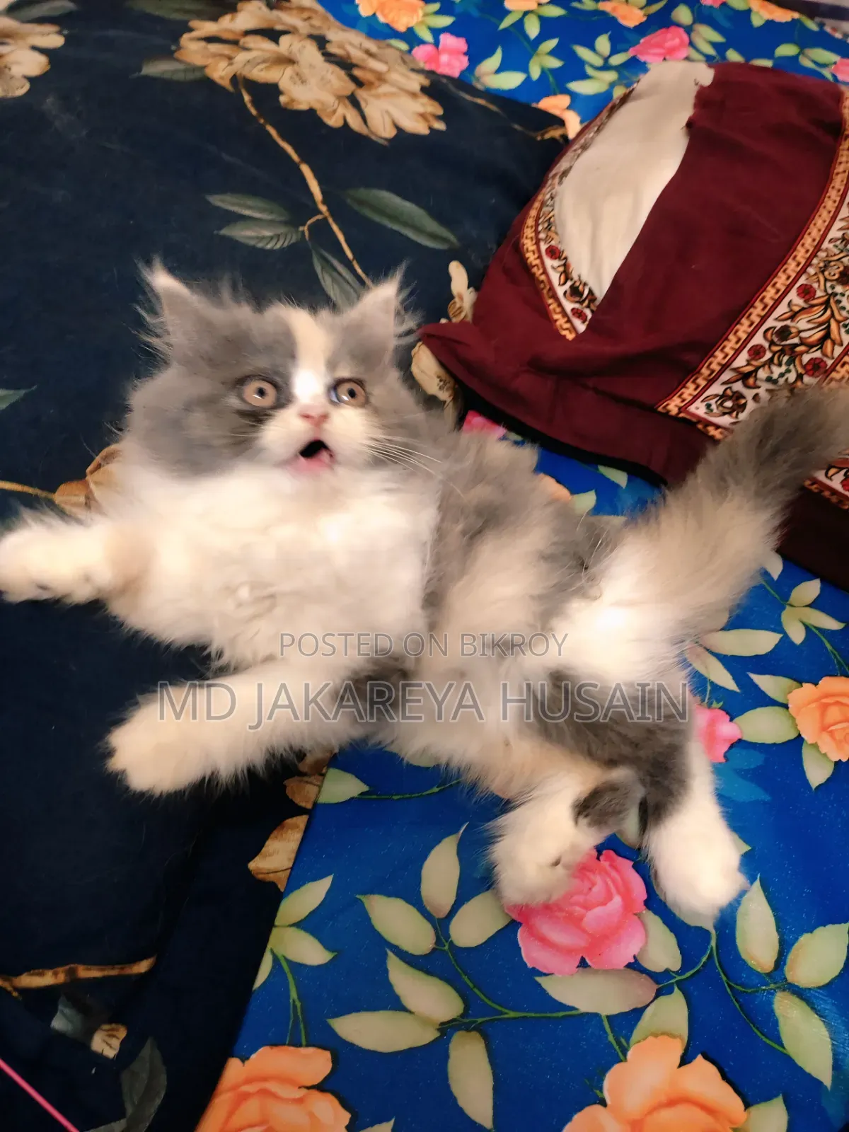 1-3 Months Female Purebred Exotic