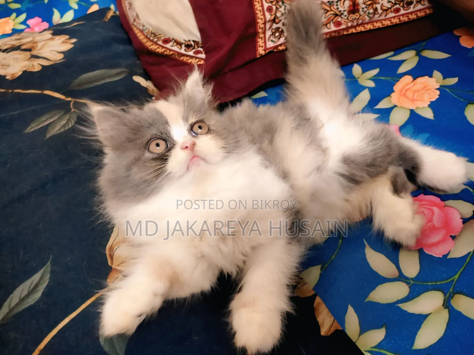 1-3 Months Female Purebred Exotic