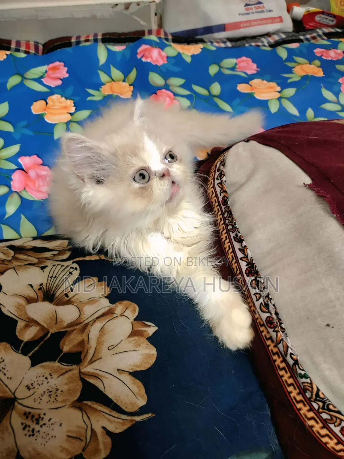 1-3 Months Male Purebred Exotic