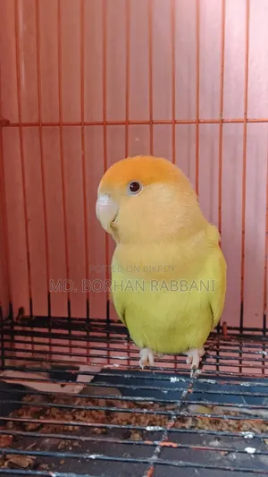 Lovebird Male