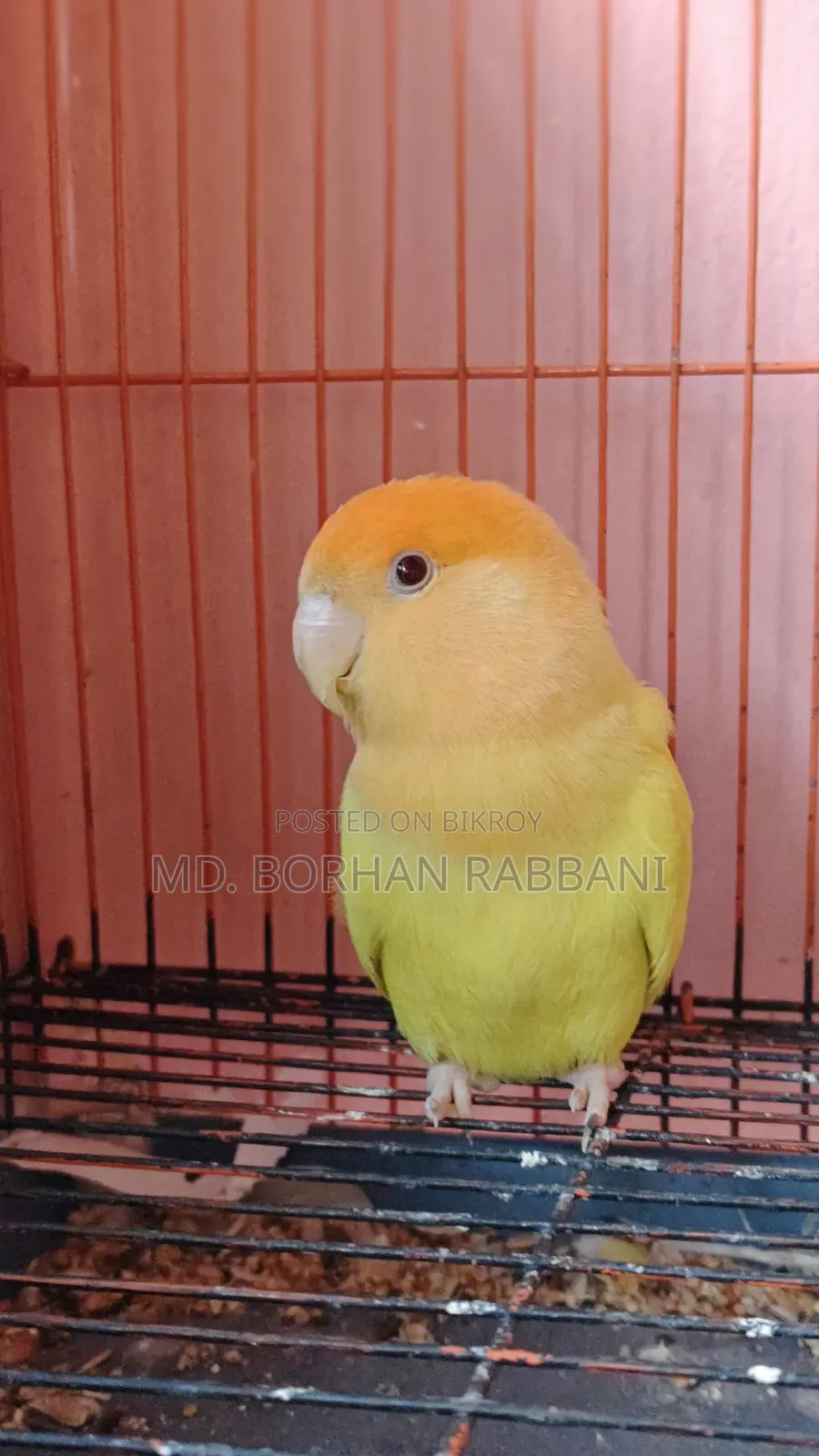 Lovebird Male