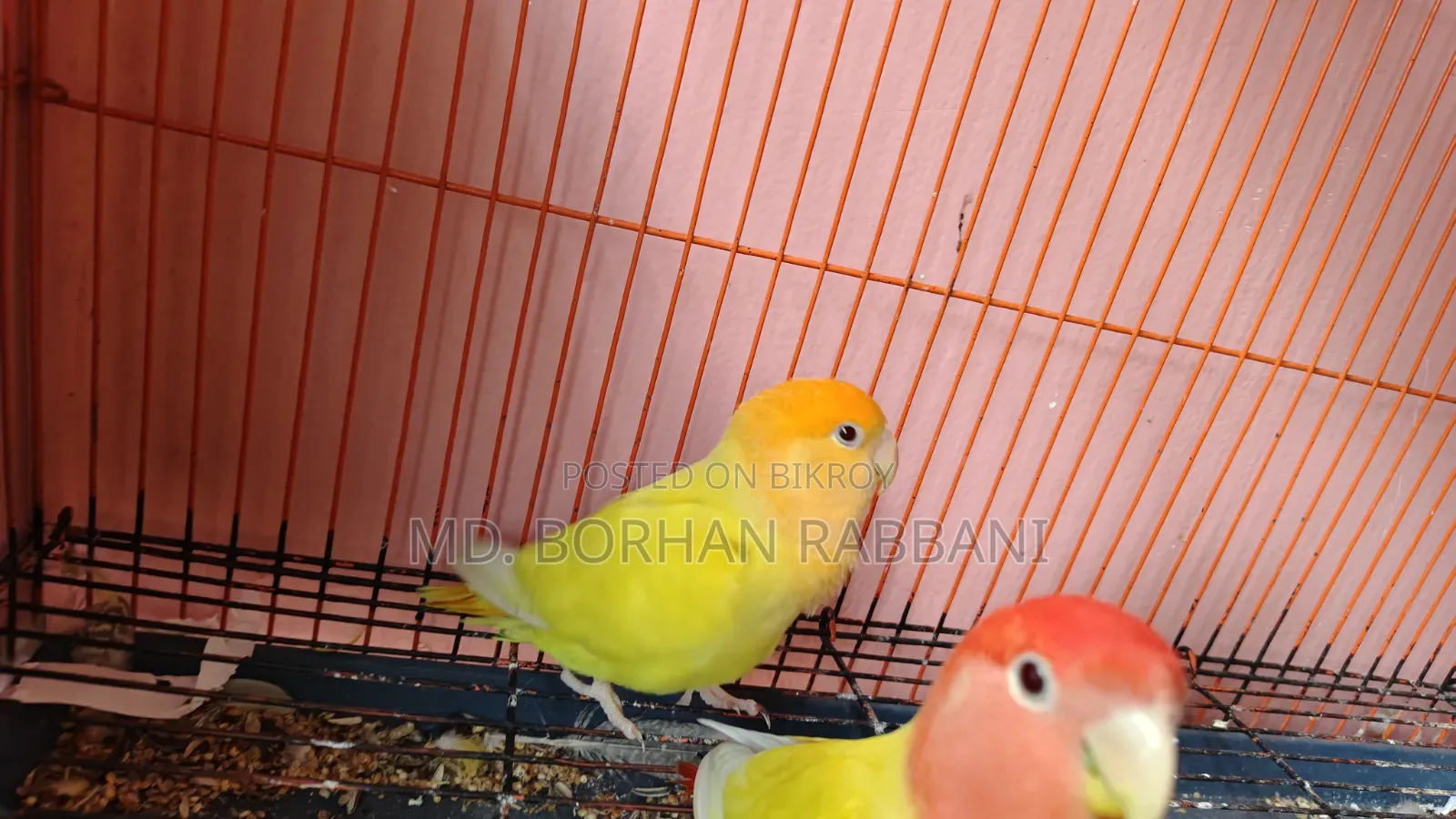 Lovebird Male
