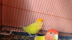 Lovebird Male