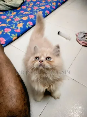 1-3 Months Male Purebred Exotic