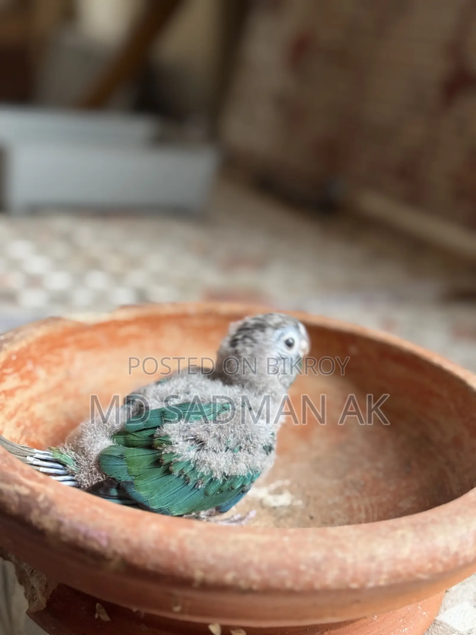 Turquoise Blue Conure