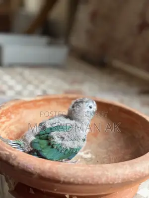 Turquoise Blue Conure