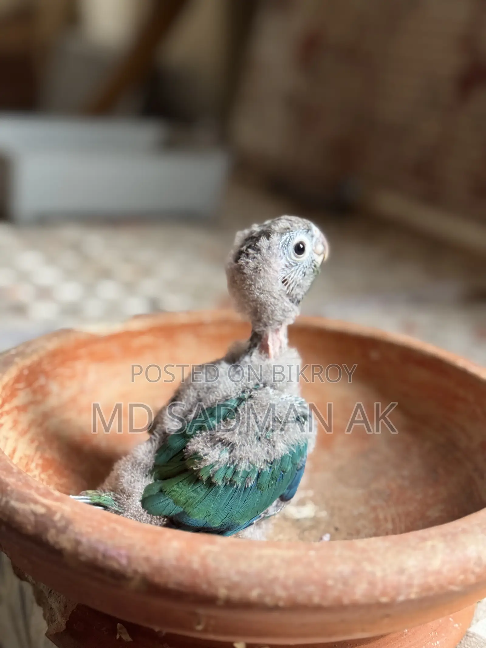 Turquoise Blue Conure
