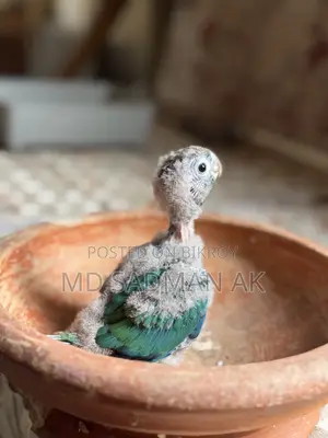 Turquoise Blue Conure