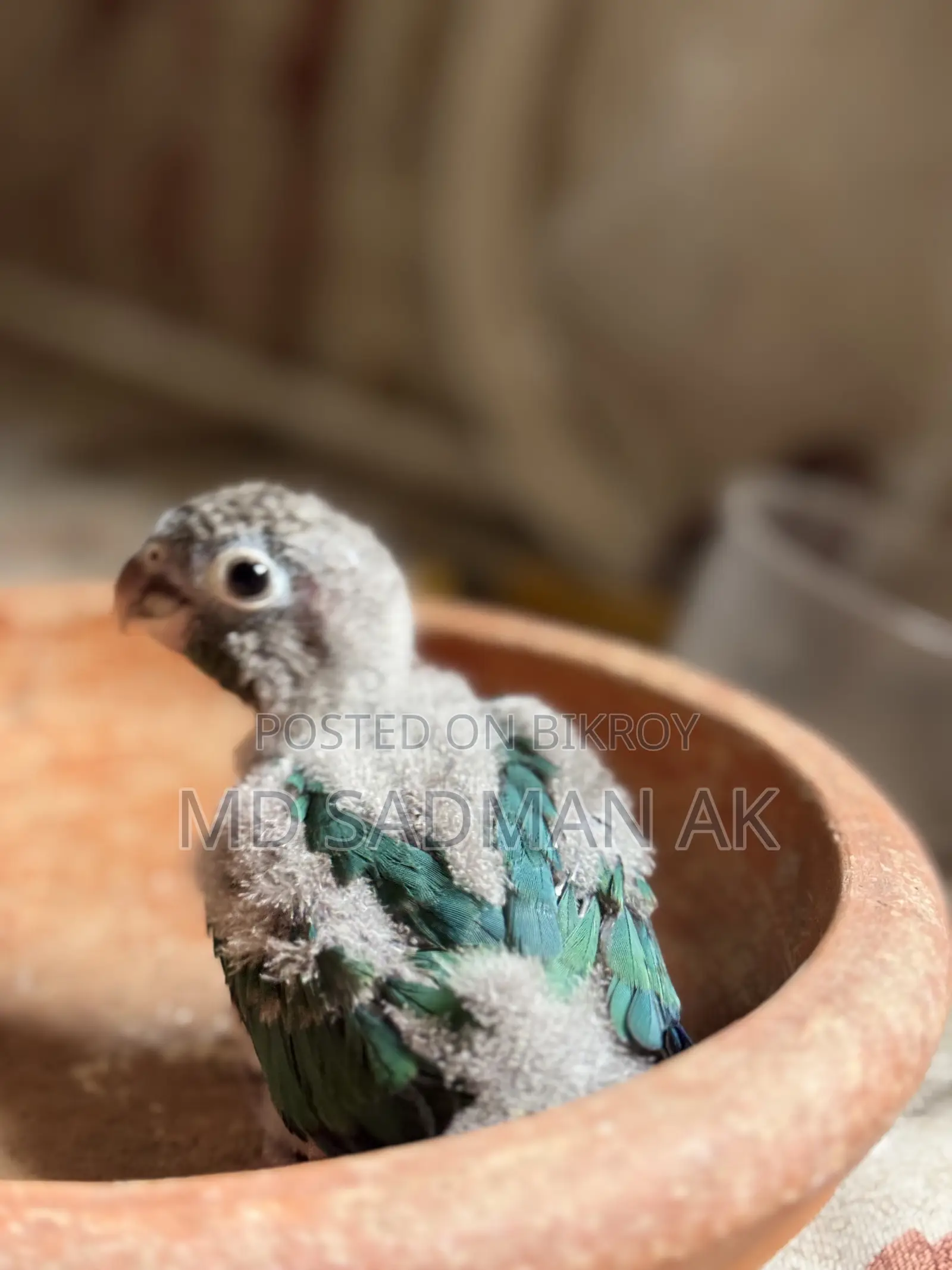 Turquoise Blue Conure