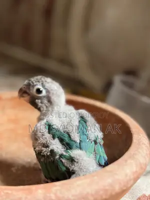 Turquoise Blue Conure