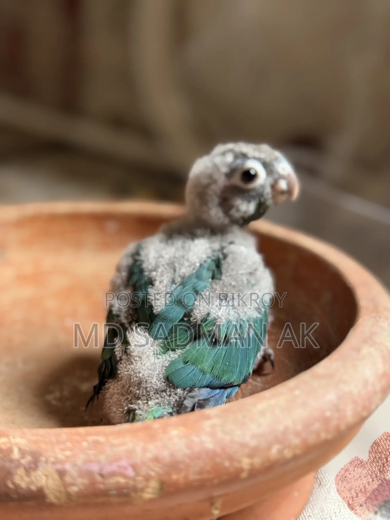 Turquoise Blue Conure