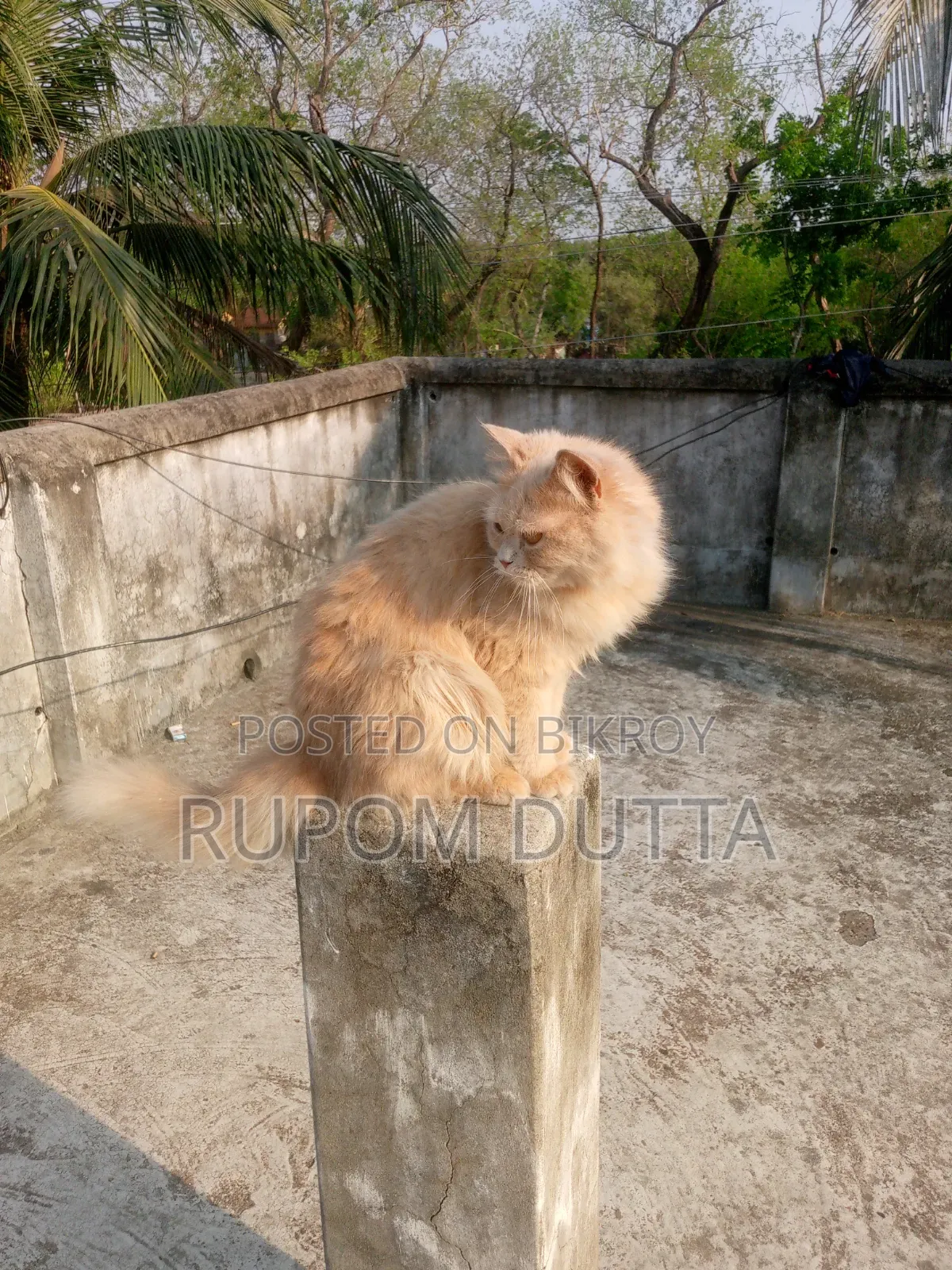 6-12 Months Male Purebred Persian
