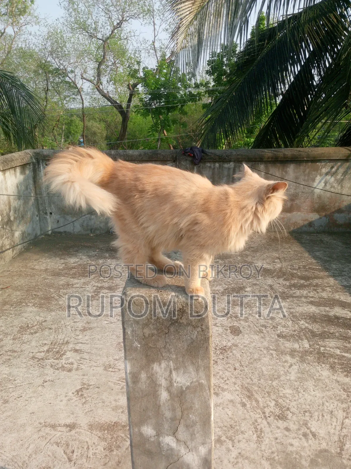 6-12 Months Male Purebred Persian