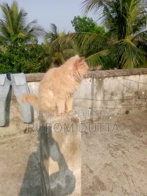 6-12 Months Male Purebred Persian