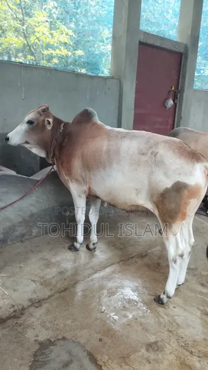 কোরবানির উপযুক্ত ষাড় গরু বিক্রি করা হবে