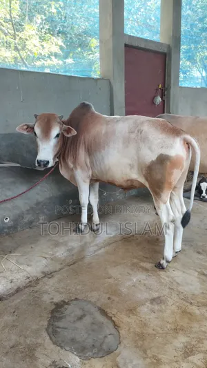 কোরবানির উপযুক্ত ষাড় গরু বিক্রি করা হবে