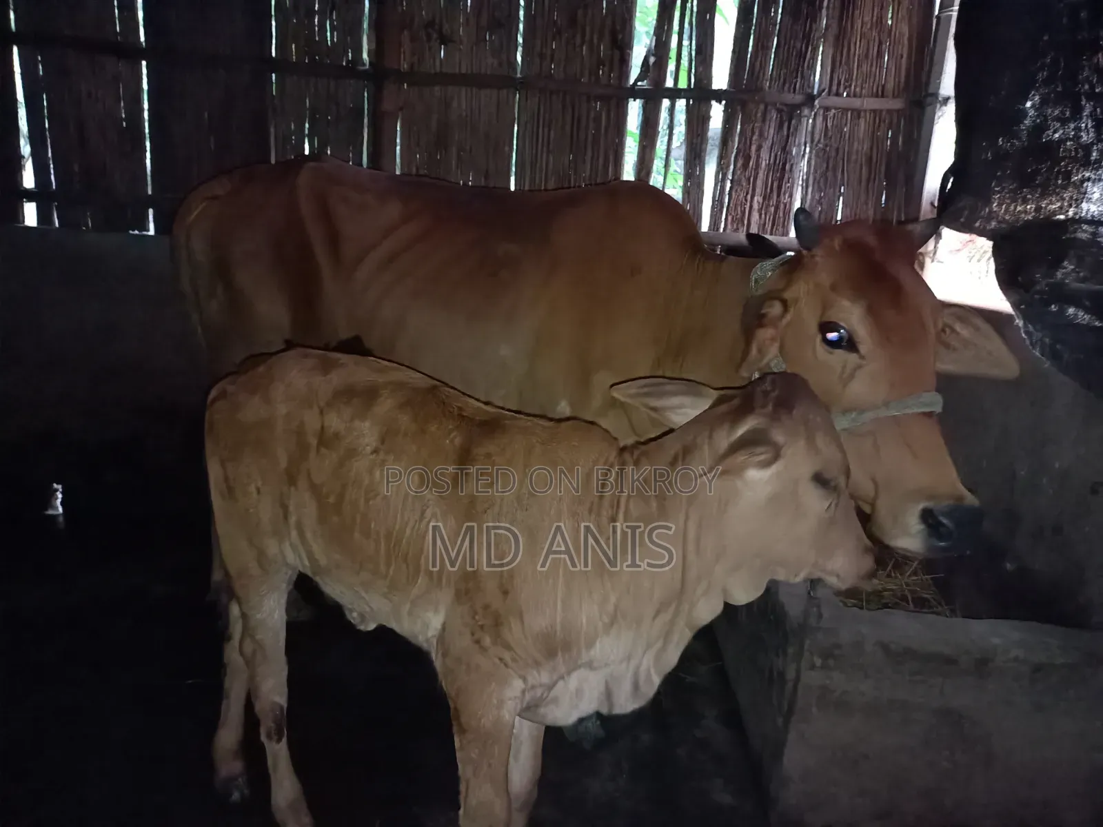 বাছুর সহ গাভী গরু বিক্রি হবে