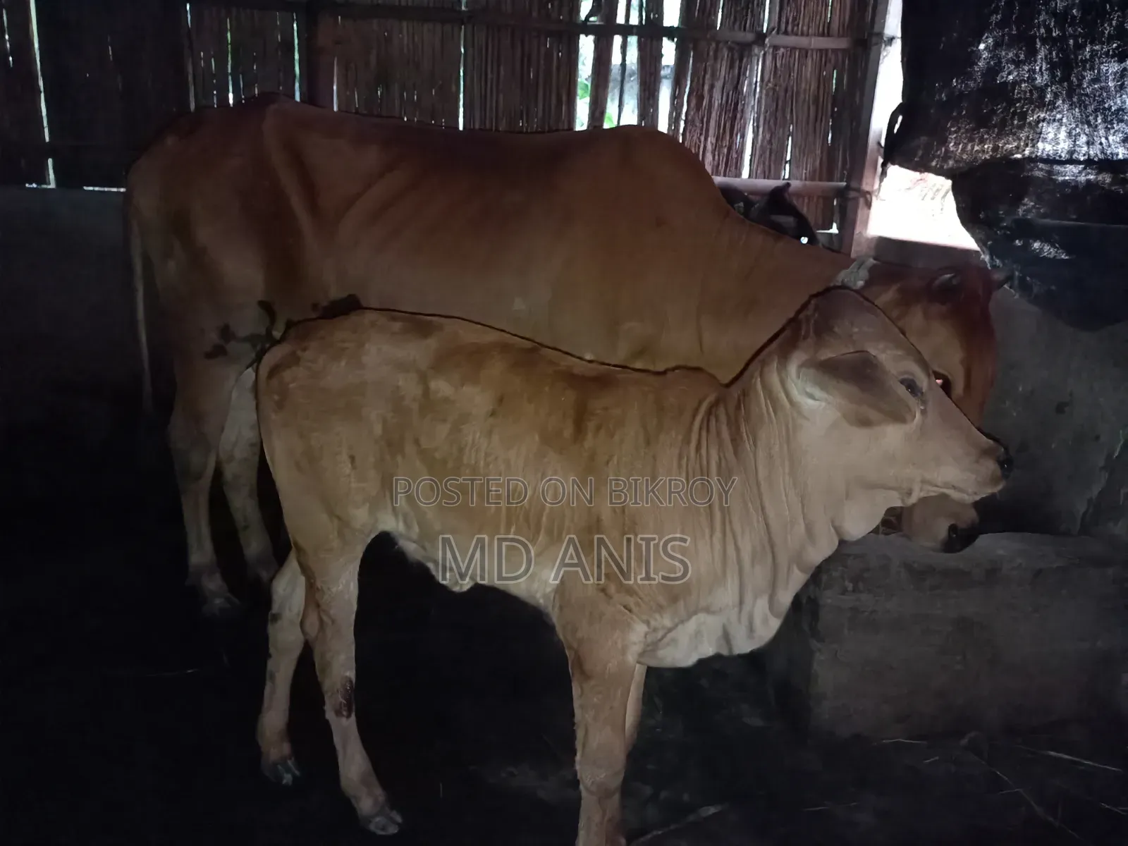 বাছুর সহ গাভী গরু বিক্রি হবে
