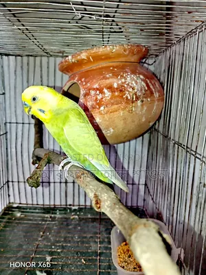 A pair of good mutation running budgie birds for sale
