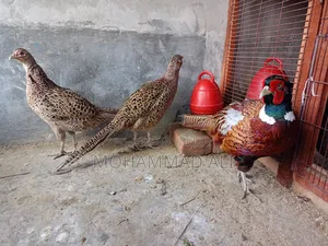রিংনেক ফিজেন্ট
