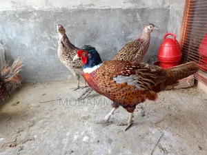 রিংনেক ফিজেন্ট