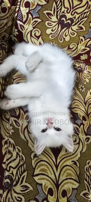 1-3 Months Male Purebred Persian