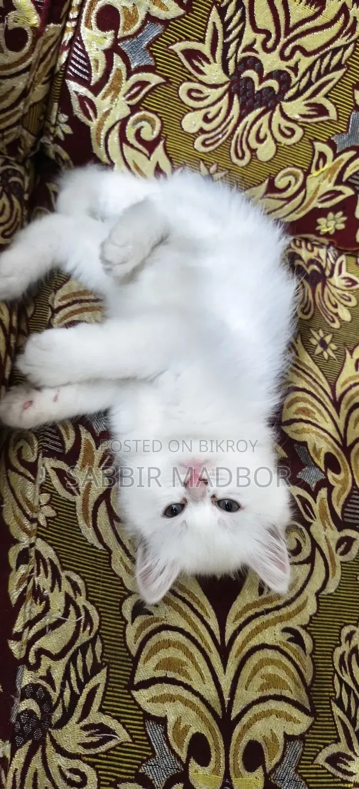 1-3 Months Male Purebred Persian
