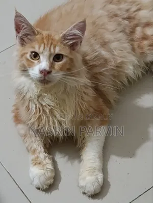 ১-৩ মাস বয়সী পুরুষ পিওরব্রেড মেইন কুন
