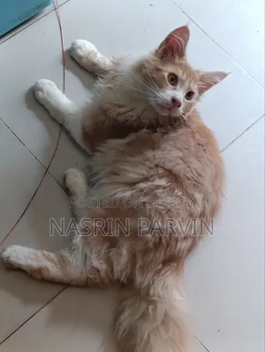 ১-৩ মাস বয়সী পুরুষ পিওরব্রেড মেইন কুন